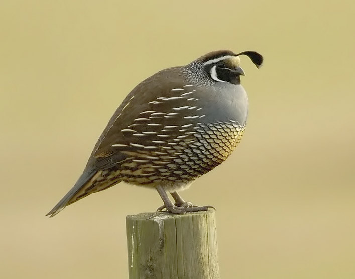 The California Quail Danger Ranger Bear