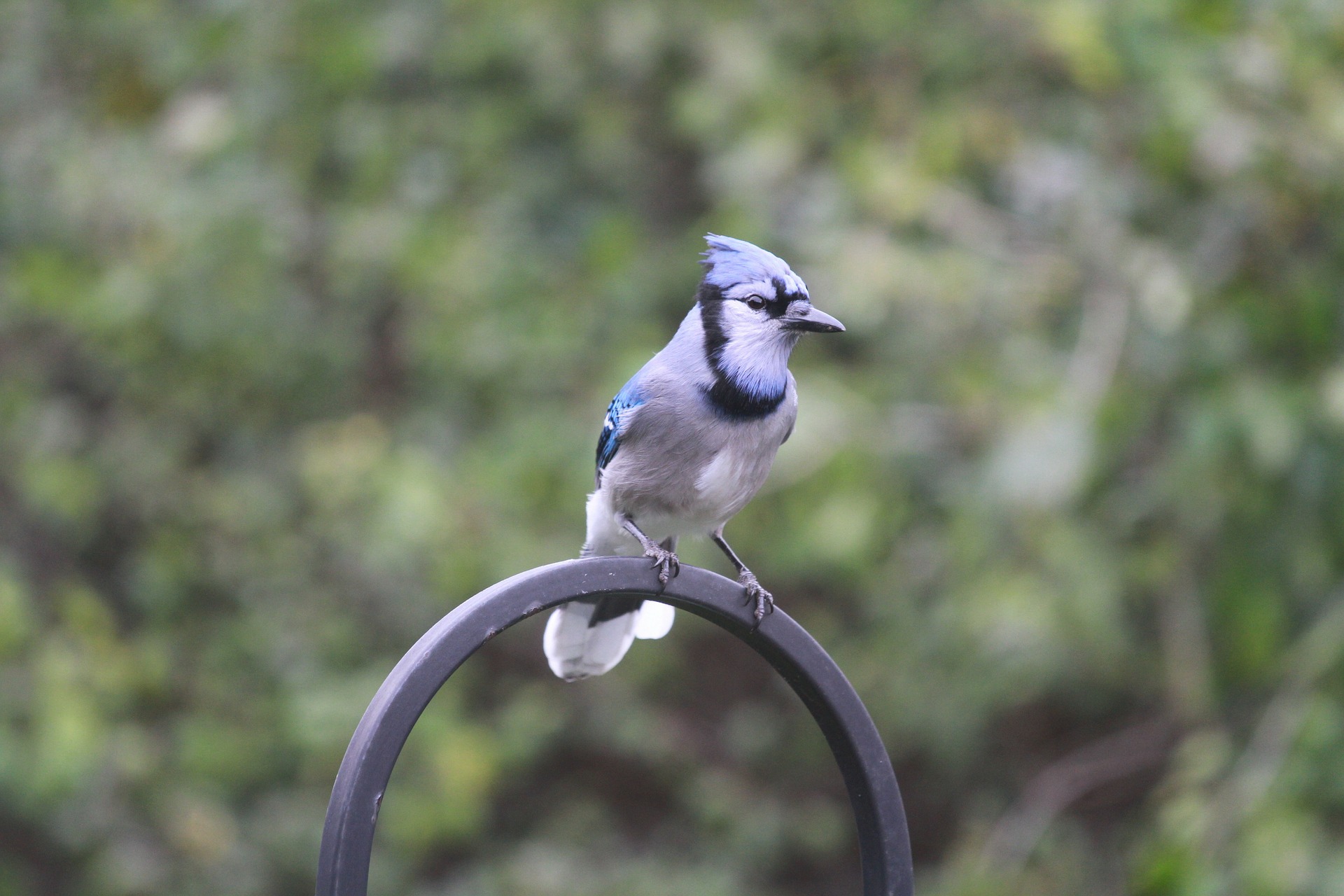 The Blue Jay Danger Ranger Bear