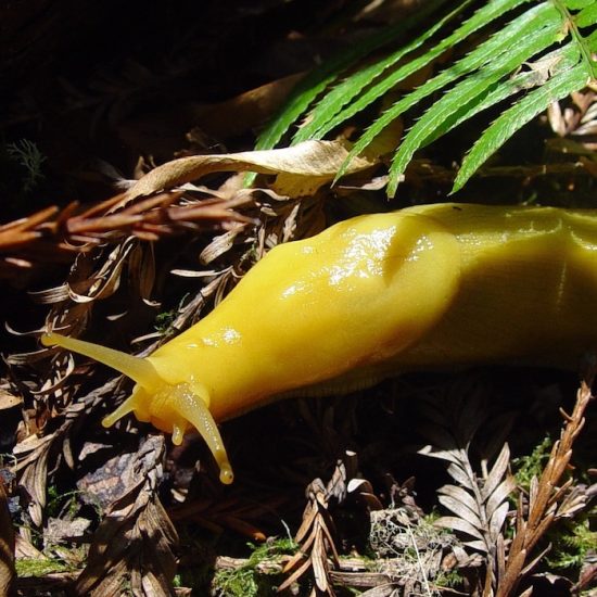 The Banana Slug - Danger Ranger Bear