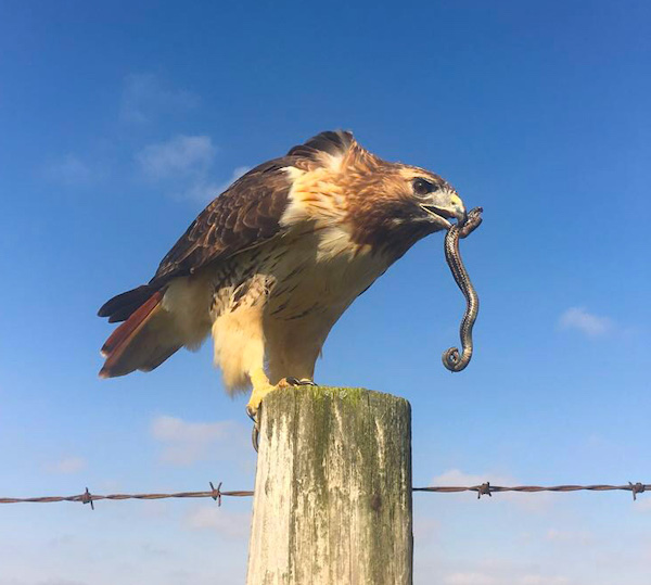 red tailed hawk eating