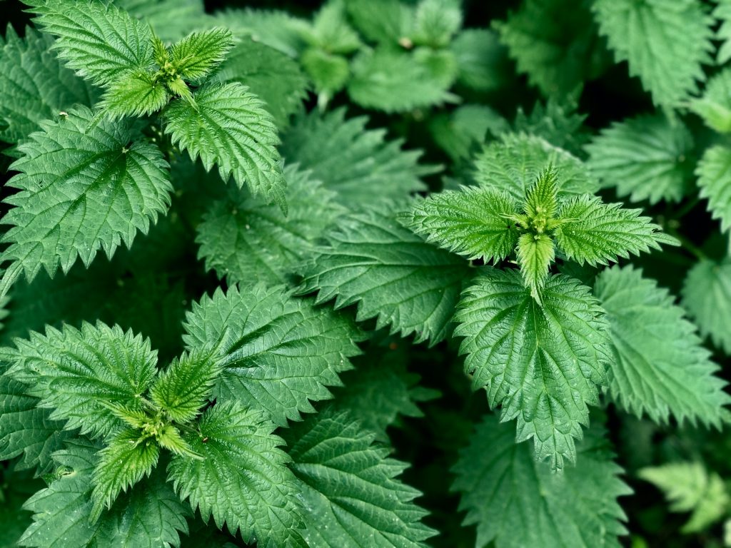 On Nature column: Irritant stinging nettle an important resource for  wildlife, Columns